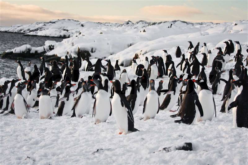 A large group of penguins having fun in the snowy hills of the Antarctic, stock photo
