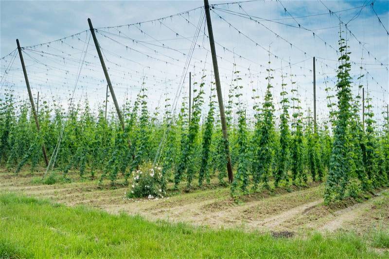 Hops Field in France. Organic Plantation of Hops, stock photo