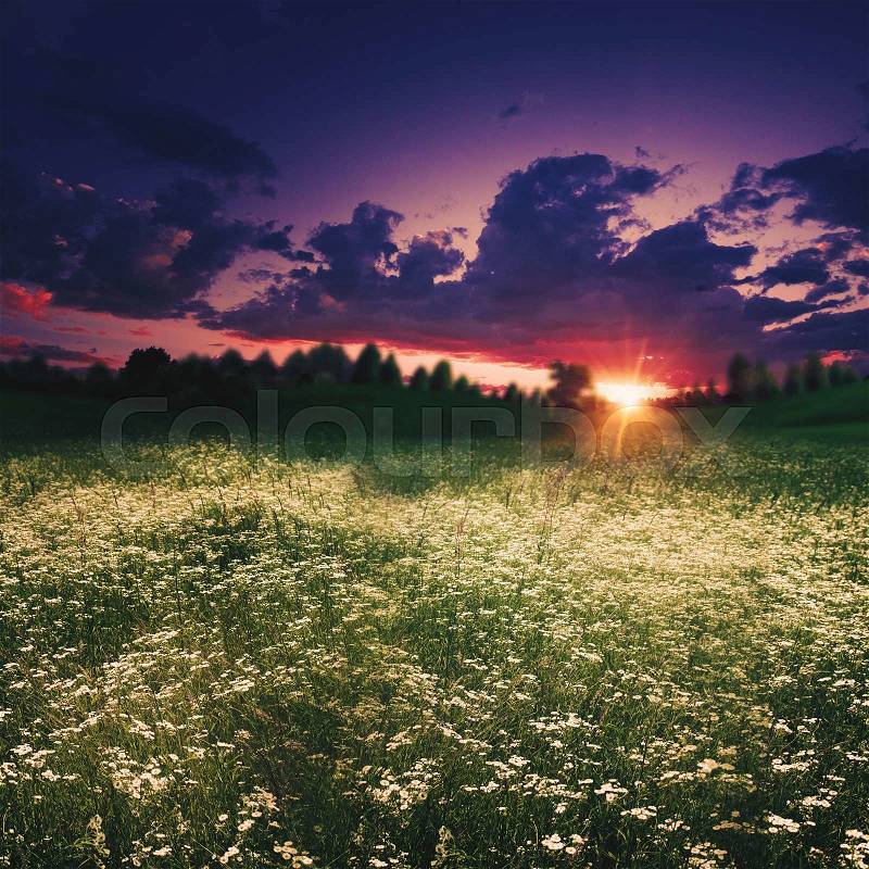 Summer meadow on the dusk, abstract natural backgrounds, stock photo