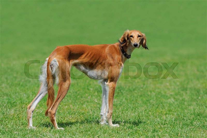 Close brown Borzoi dog in green summer grass, stock photo