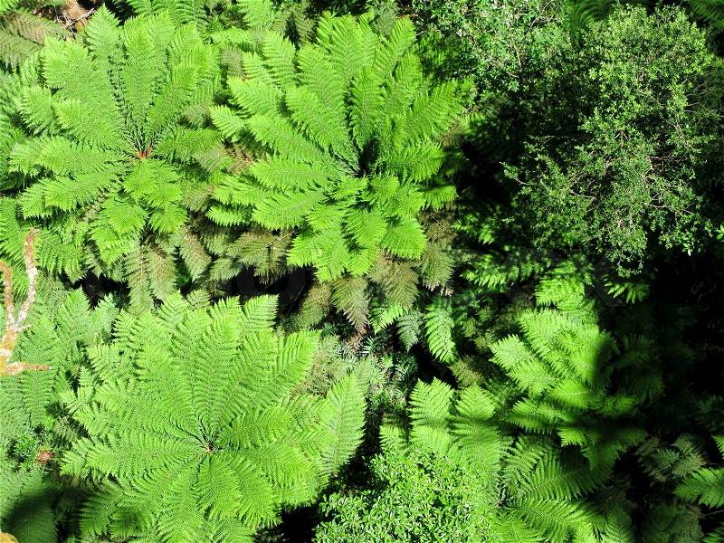 Tree ferns, Cyatheales, in an australian rain forest seen from above, stock photo