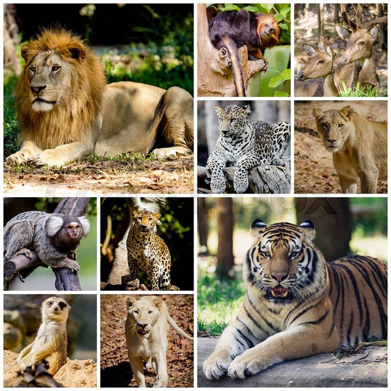 Different animal collage in the zoo, stock photo