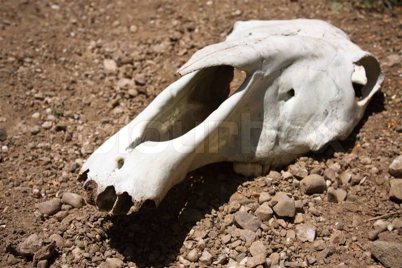 Animal skull on the ground, stock photo