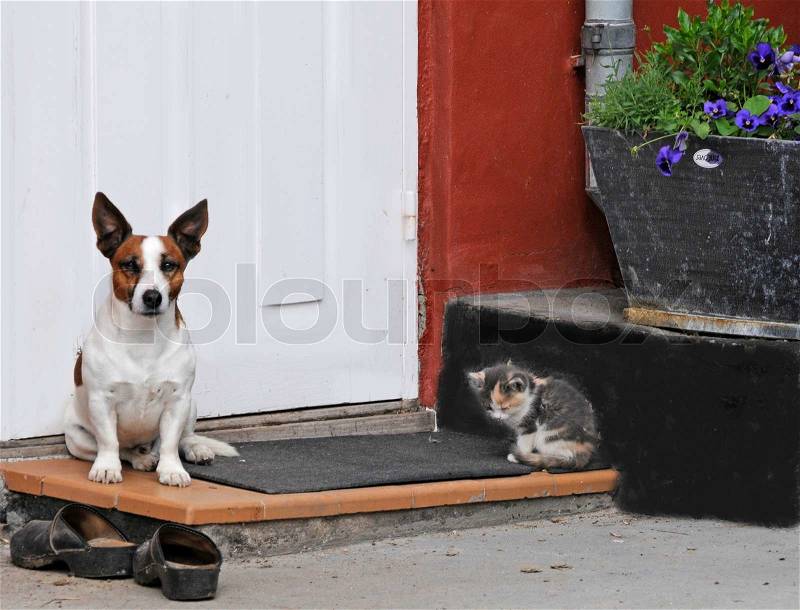 Stock image of \'cat, dog, jack russell\'