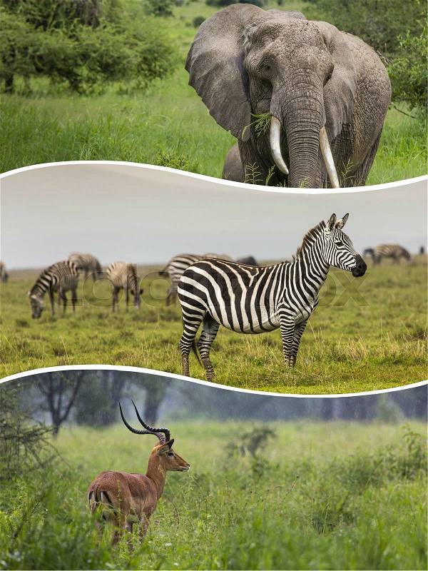 Collage of Animals from Tanzania - travel background (my photos), stock photo