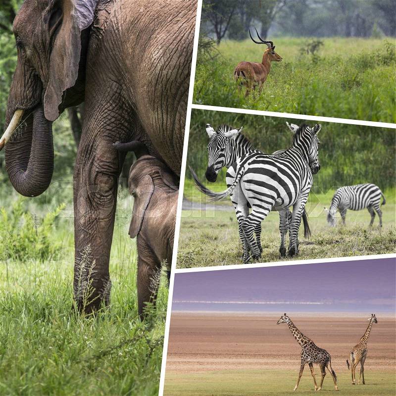 Collage of Animals from Tanzania - travel background (my photos), stock photo