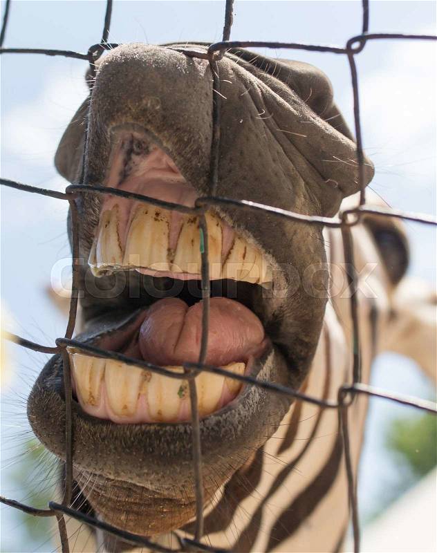Smile zebra in zoo in nature, stock photo