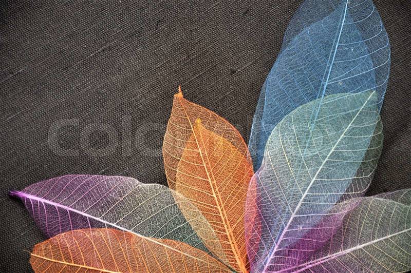 Colorful skeleton leaves on dark fabric background, stock photo