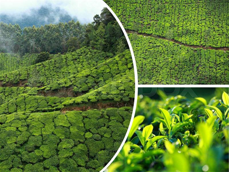 Collage of tea plantations in Munnar ( India ) images - travel background (my photos), stock photo