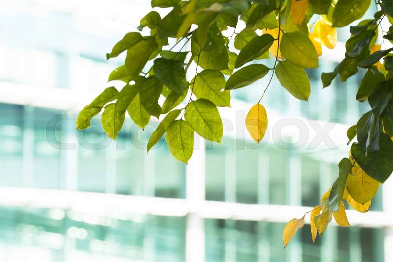 Leaves in foreground and glass building office blurred out in background, stock photo