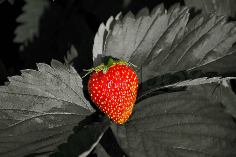 Strawberry on black and white leaves, stock photo