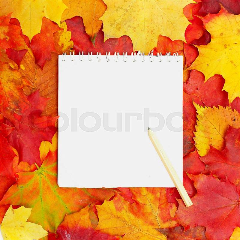 Background with white paper and autumn leaves, stock photo