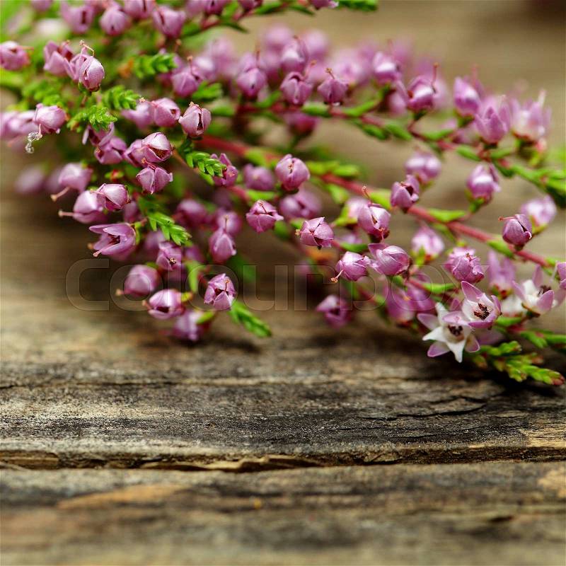 Rustic flower, macro - blurred floral blossom background, stock photo