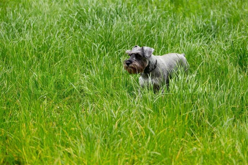 The dog breed miniature schnauzer on a green grass, stock photo