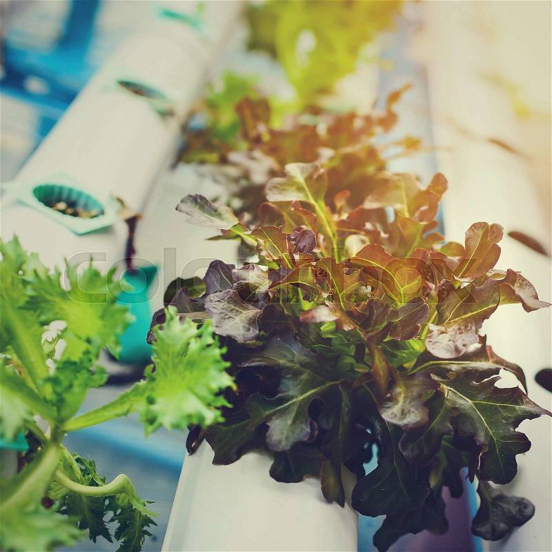 Hydroponics Vegetable ,the nutrition in the future. Selective focus, stock photo