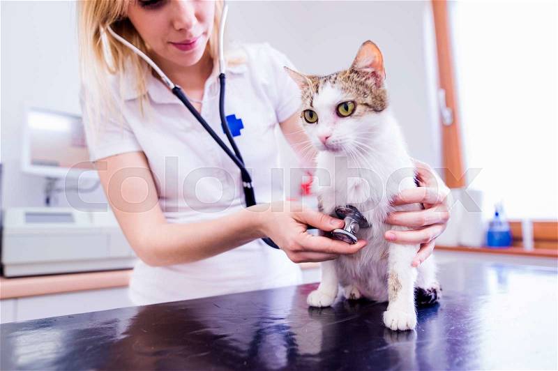 Veterinarian with stethoscope examining cat with sore stomach. Young blond woman in white uniform working at Veterinary clinic, stock photo