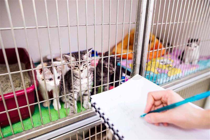Veterinarian writing into a notepad about health of cats in cage. Hand of unrecognizable woman working at Veterinary clinic, stock photo