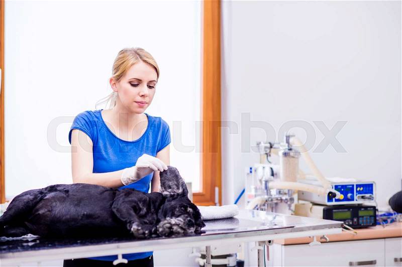 Veterinarian examining black dog with sore ear. Young blond woman working at Veterinary clinic, stock photo