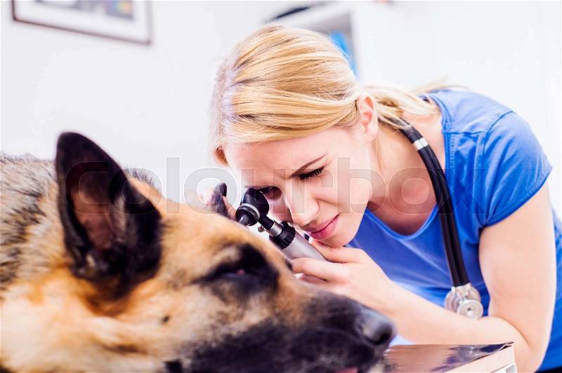 Veterinarian examining German Shepherd dog with sore ear. Young blond woman working at Veterinary clinic, stock photo
