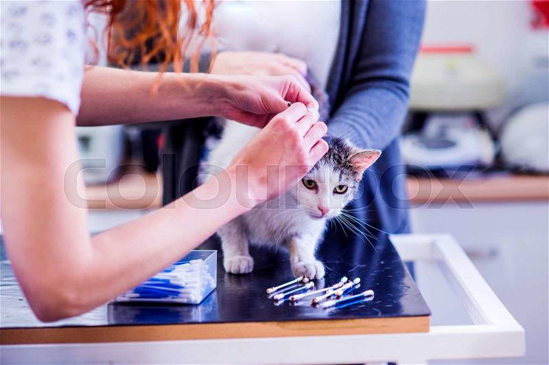 Unrecognizable veterinarian cleaning ears of a cat with cotton buds. Woman in white uniform working at Veterinary clinic, stock photo