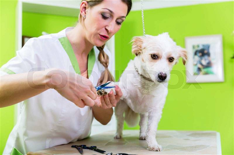 Pedicure for little dog in pet grooming parlor, woman is cutting his paws, stock photo