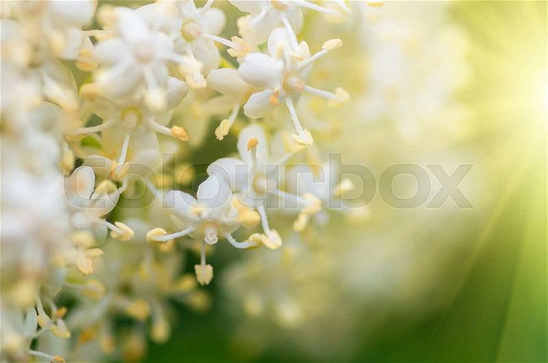 Bushy white flowers of elderberry tree, sambucus, background, stock photo