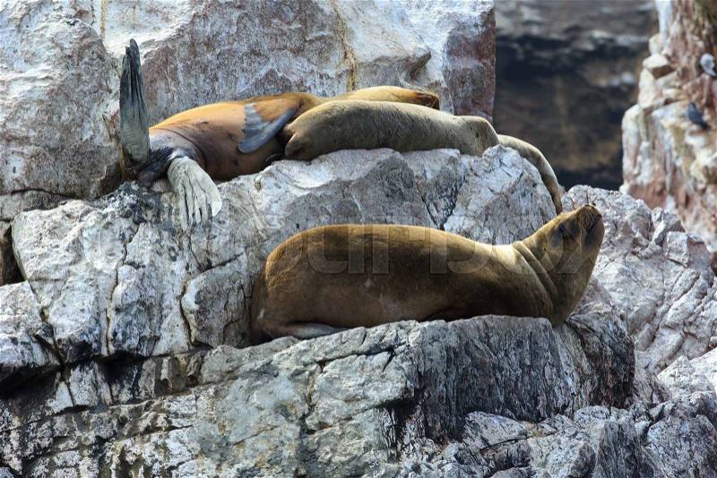 Sea lions fighting for a rock in the peruvian coast at Ballestas islands Peru, stock photo