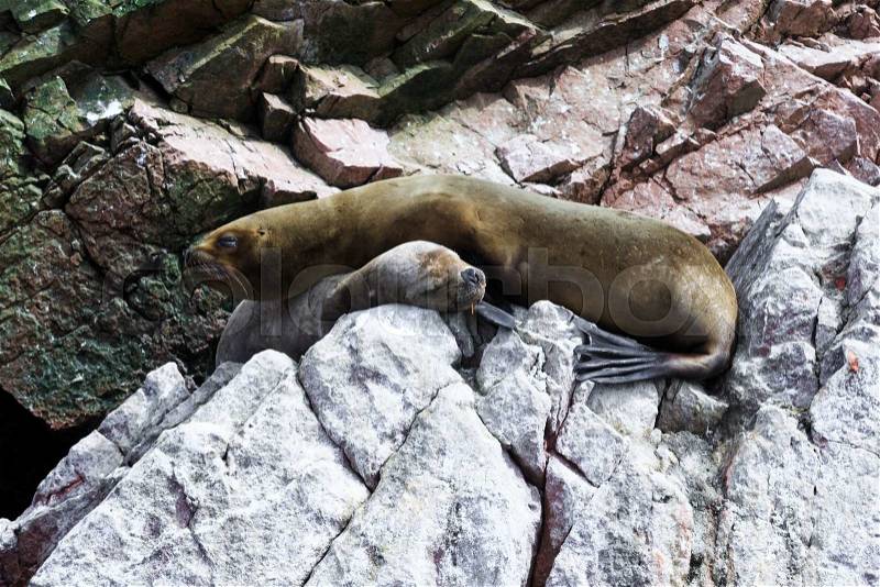 Sea lions fighting for a rock in the peruvian coast at Ballestas islands Peru, stock photo