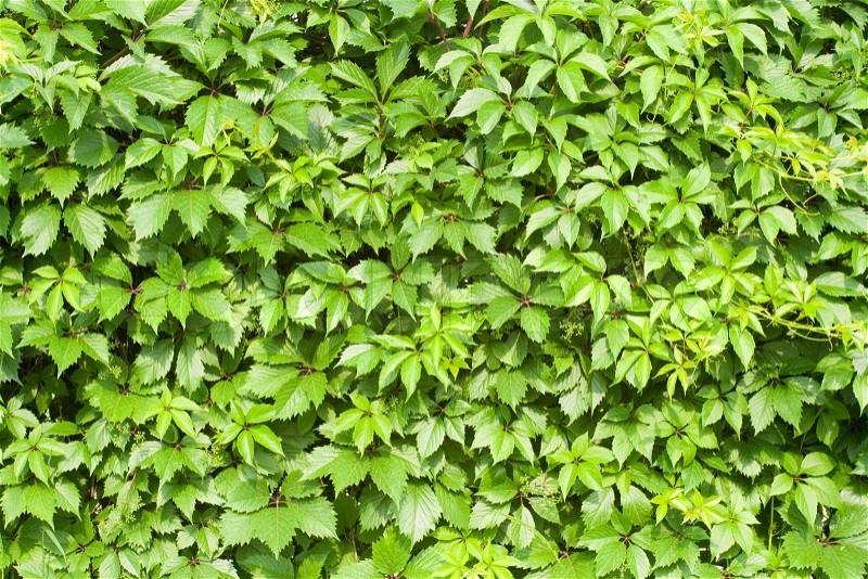 Background - green vines leaves texture, stock photo