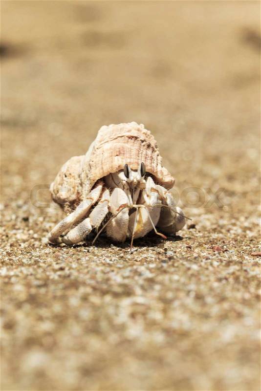 Hermit Crab in a screw shell, stock photo