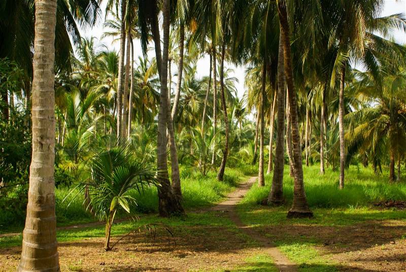 Green Palm Forest in Colombian Island Mucura, stock photo