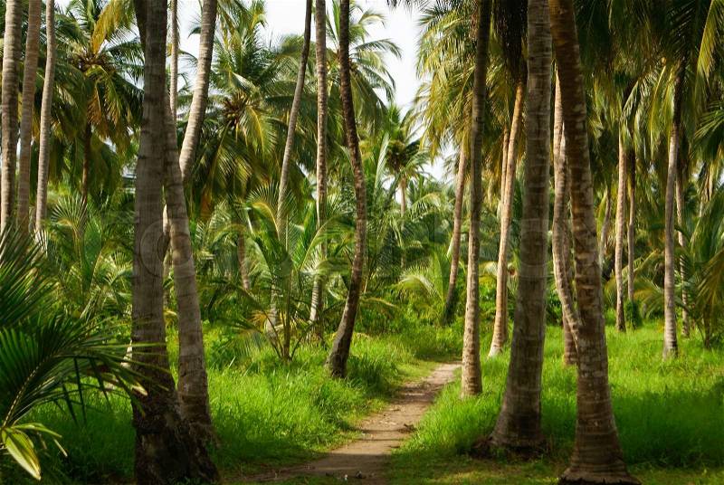 Green Palm Forest in Colombian Island Mucura, stock photo