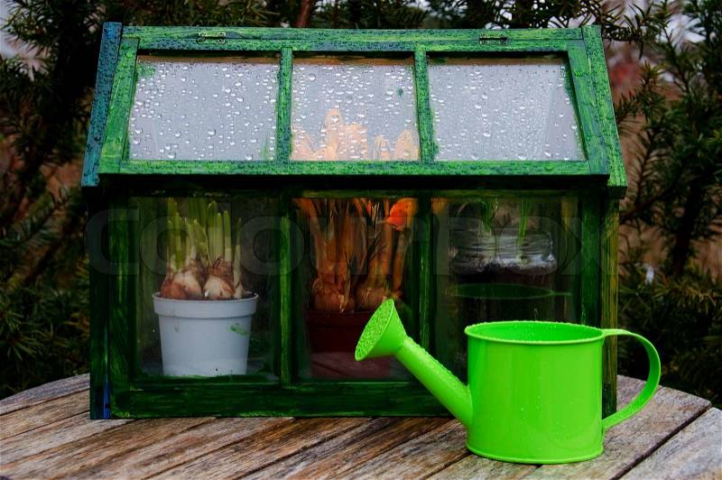 A mini greenhouse and a watering can outside in a garden on a rainy day, stock photo