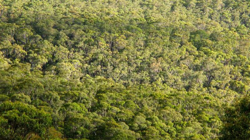 The canopy of deciduous eucalyptus forest seen from above in summer, stock photo
