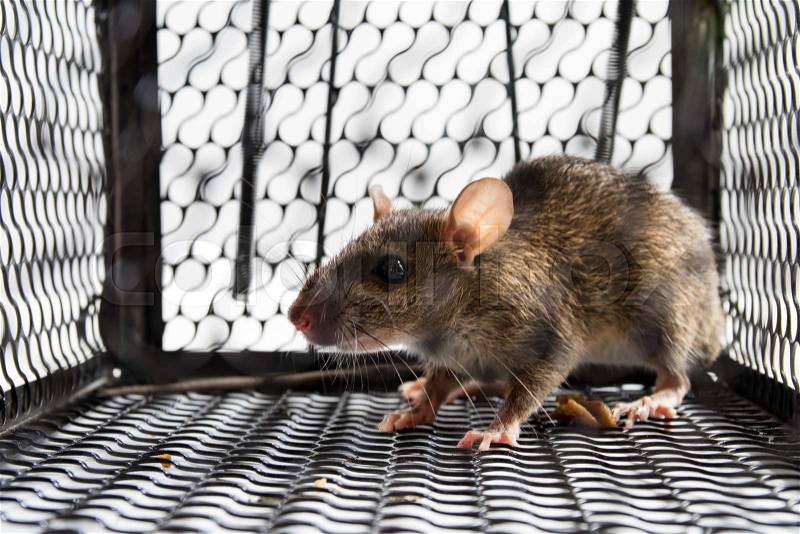 A mouse in the Cage in isolated White Background, stock photo