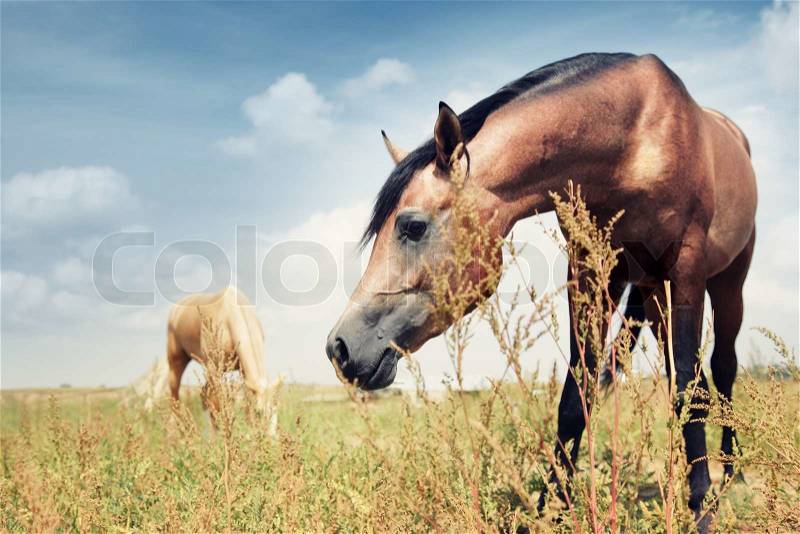 Close-up photo of the brown horse feeding in the steppe. Another horse at the background. Kazakhstan, Middle Asia. Natural colors and light, stock photo