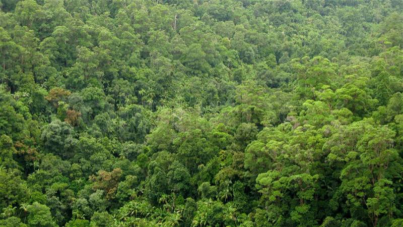 Australian rain forest canopy seen from above, stock photo