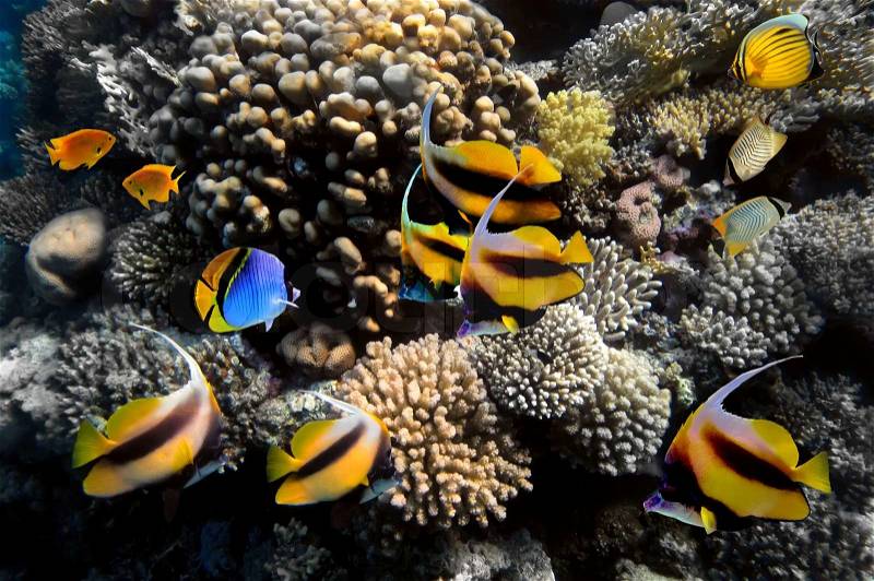 Underwater life of a hard-coral reef, stock photo