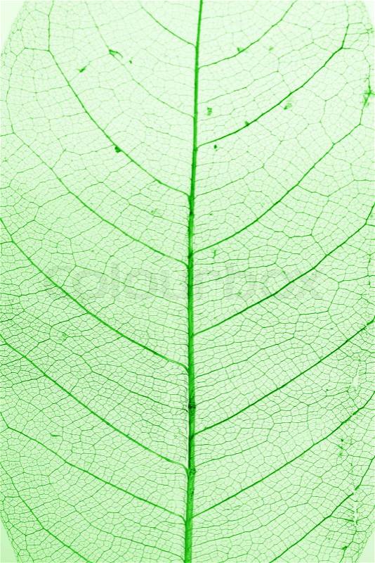 Green Leaf Structure and Texture Macro Shot, stock photo