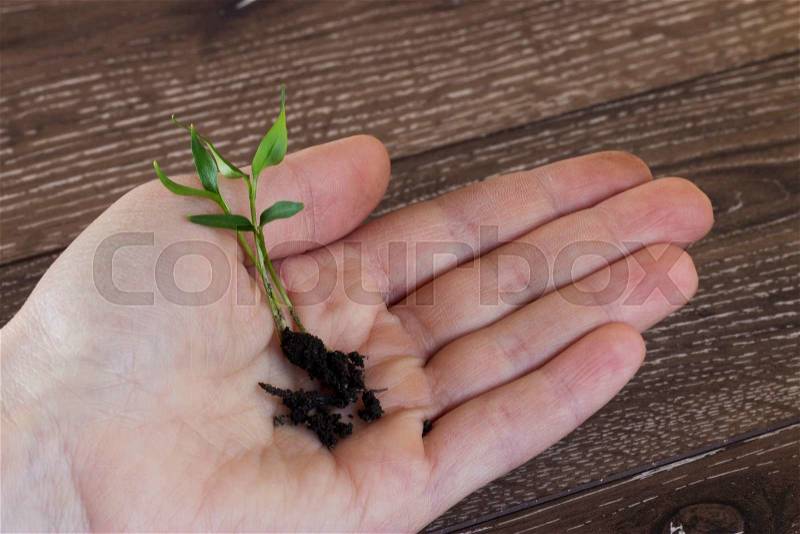 The green sprout in hand on a wooden background, stock photo