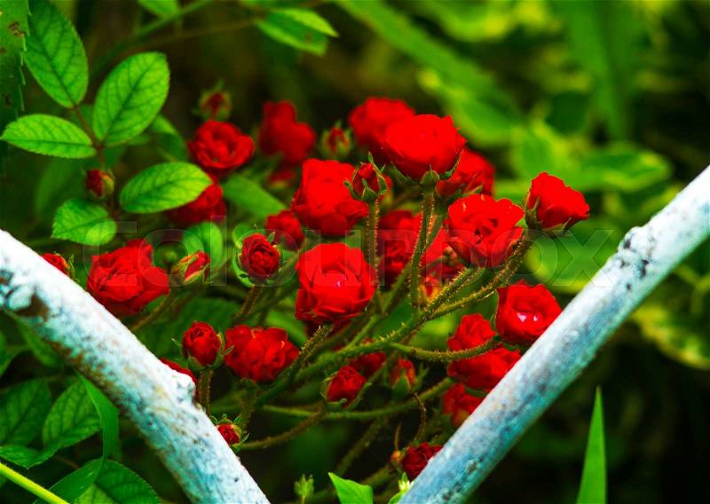 Roses. Red roses. close up on red roses. Red Rose on the Branch in the Garden, stock photo