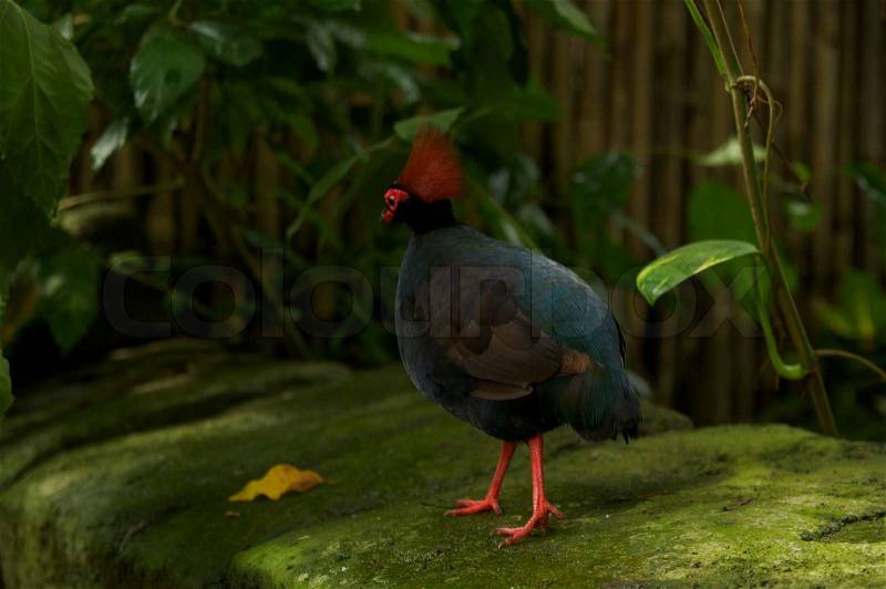 Stock image of 'animals, rainforest, forest'