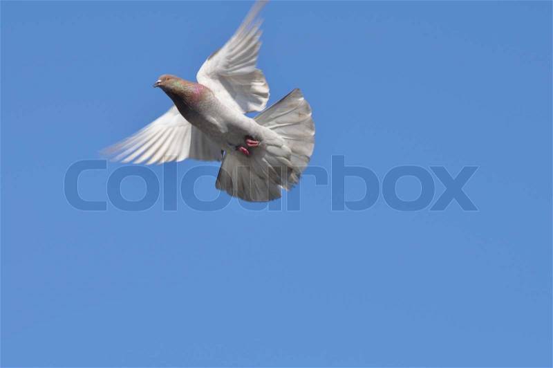 White pigeon in the blue sky, stock photo