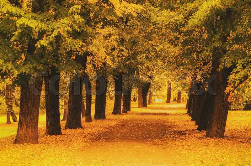 Autumn sunny park with orange trees and empty alley , natural seasonal background, stock photo