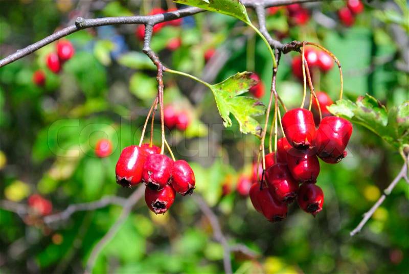 Doghouse bush in forest, close up red berries, stock photo