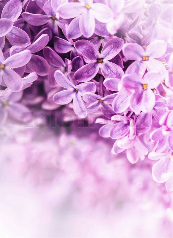 Lilac. Purple Lilac. Bouquet of purple lilacs. Beautiful flowers of lilac - close up. Valentines Wedding Romantic floral background with violet lilac flowers and bokeh. Toned Photo, stock photo