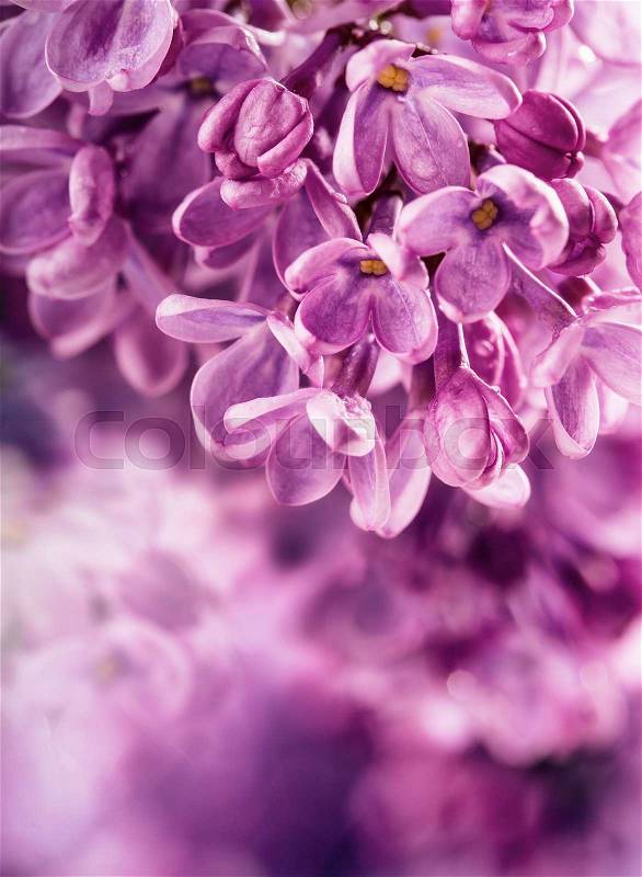 Lilac. Purple Lilac. Bouquet of purple lilacs. Beautiful flowers of lilac - close up. Valentines Wedding Romantic floral background with violet lilac flowers and bokeh. Toned Photo, stock photo