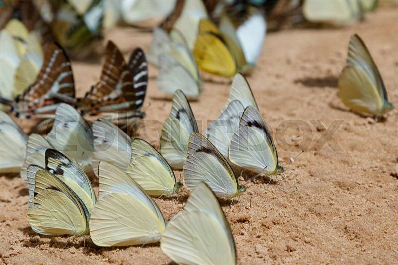 Diversity of butterfly species,Butterfly eating Salt licks on ground at Pangsida national park Sakaeo,Thailand, stock photo