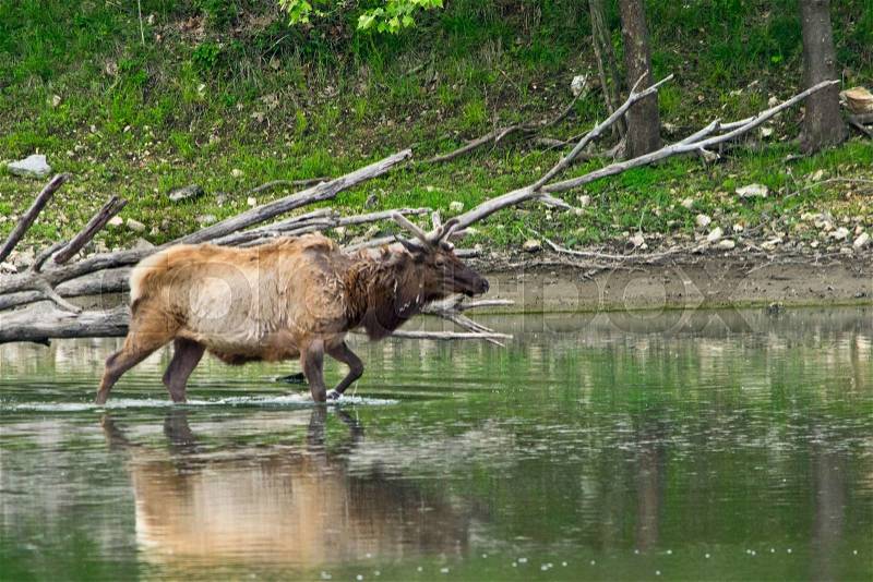 An elk walking into water in the wilds, stock photo