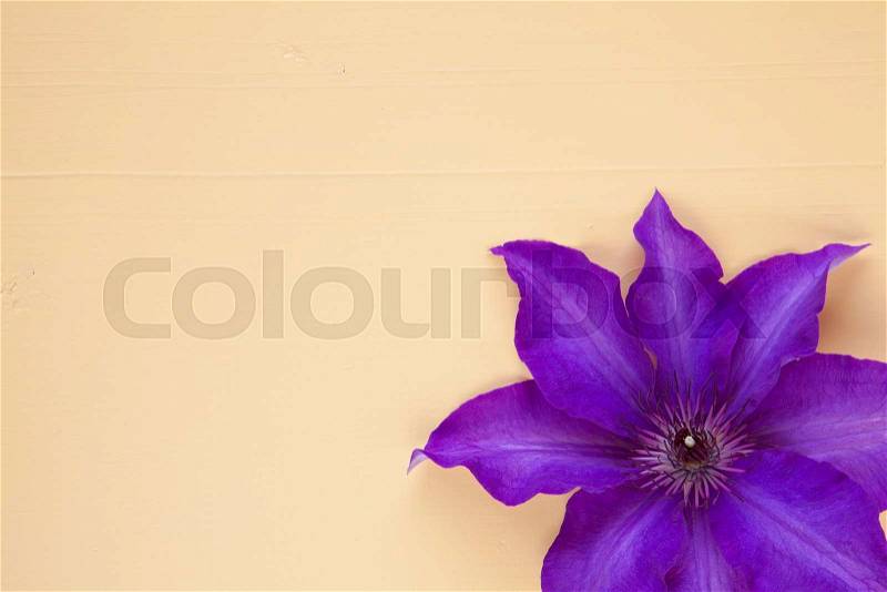 Single purple clematis isolated on wooden table, stock photo